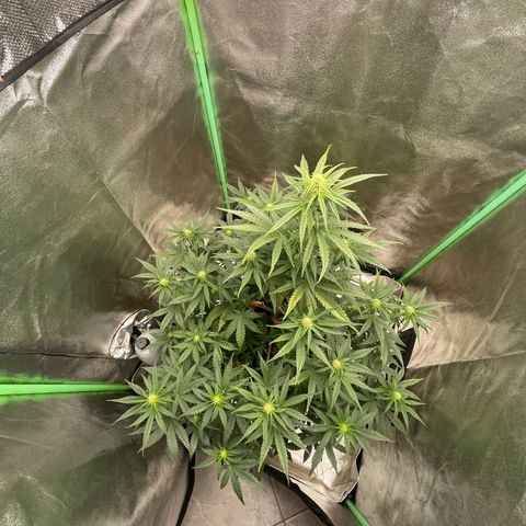 Strawberry Cheescake Auto growlog timeline photo