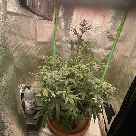 Strawberry Cheescake Auto growlog timeline photo
