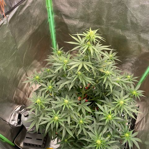 Strawberry Cheescake Auto growlog timeline photo