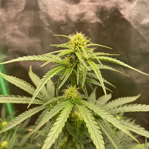 Strawberry Cheescake Auto growlog timeline photo