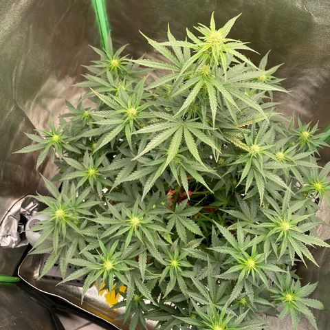 Strawberry Cheescake Auto growlog timeline photo