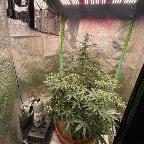 Strawberry Cheescake Auto growlog timeline photo