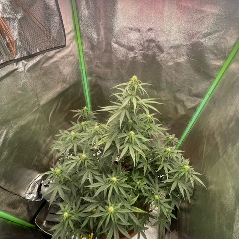 Strawberry Cheescake Auto growlog timeline photo