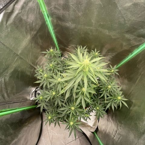 Strawberry Cheescake Auto growlog timeline photo