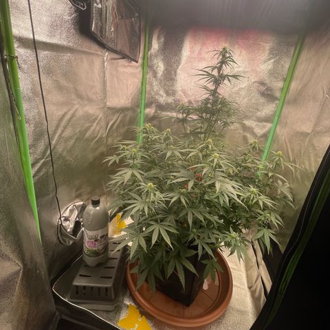 Strawberry Cheescake Auto growlog timeline photo