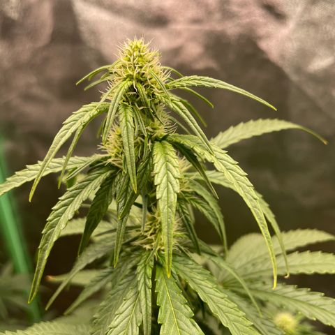 Strawberry Cheescake Auto growlog timeline photo