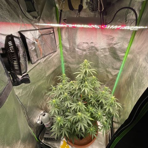 Strawberry Cheescake Auto growlog timeline photo