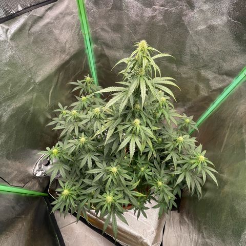 Strawberry Cheescake Auto growlog timeline photo