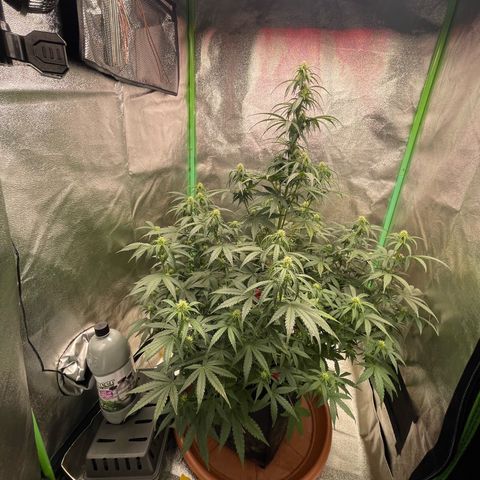 Strawberry Cheescake Auto growlog timeline photo