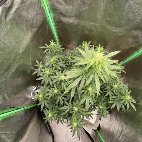 Strawberry Cheescake Auto growlog timeline photo