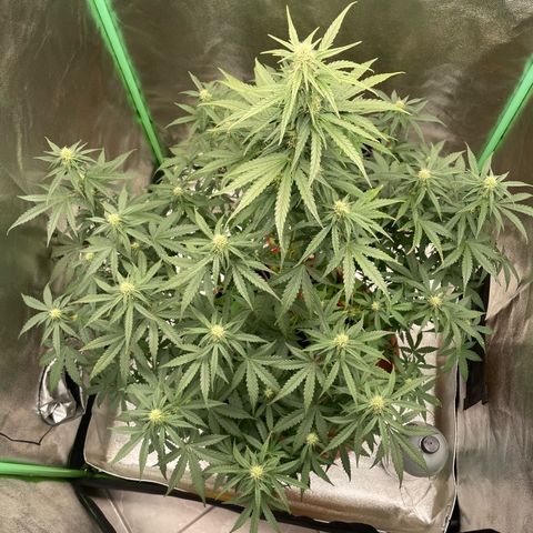 Strawberry Cheescake Auto growlog timeline photo
