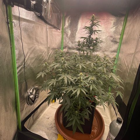 Strawberry Cheescake Auto growlog timeline photo