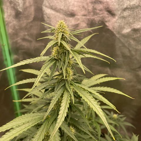 Strawberry Cheescake Auto growlog timeline photo