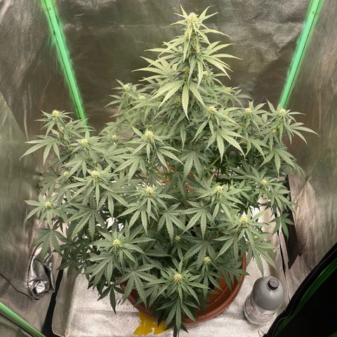 Strawberry Cheescake Auto growlog timeline photo