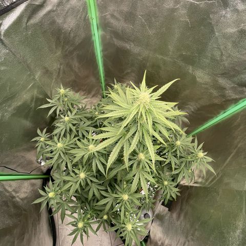 Strawberry Cheescake Auto growlog timeline photo