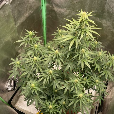 Strawberry Cheescake Auto growlog timeline photo