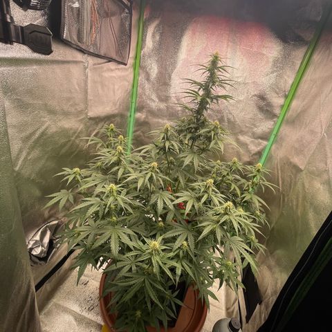 Strawberry Cheescake Auto growlog timeline photo