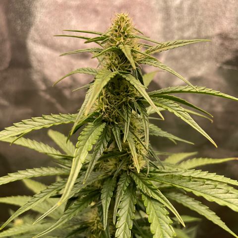 Strawberry Cheescake Auto growlog timeline photo