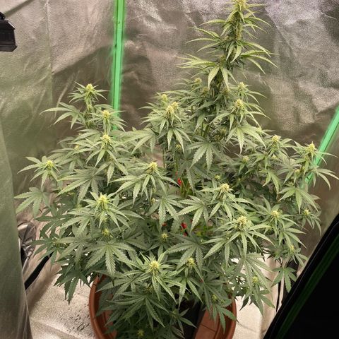 Strawberry Cheescake Auto growlog timeline photo