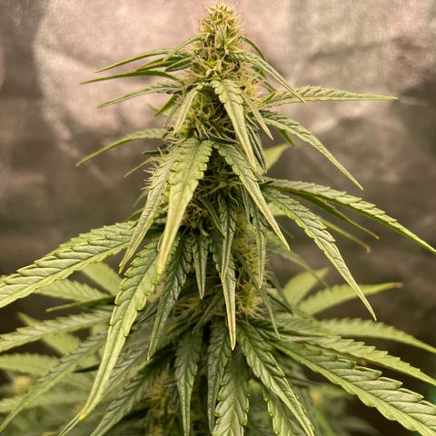 Strawberry Cheescake Auto growlog timeline photo