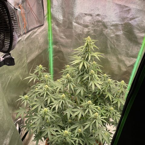 Strawberry Cheescake Auto growlog timeline photo