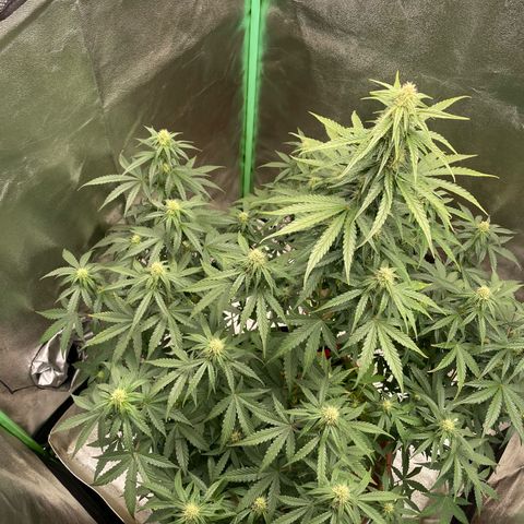 Strawberry Cheescake Auto growlog timeline photo