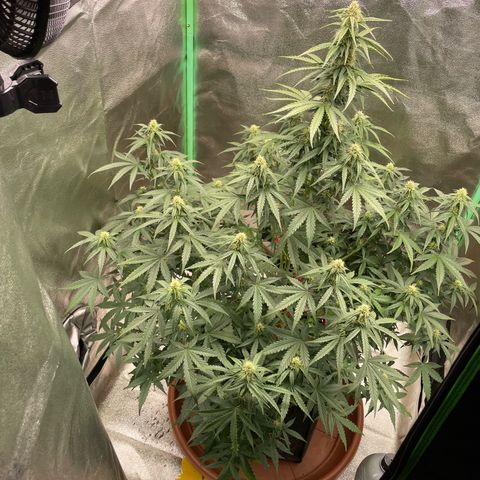 Strawberry Cheescake Auto growlog timeline photo