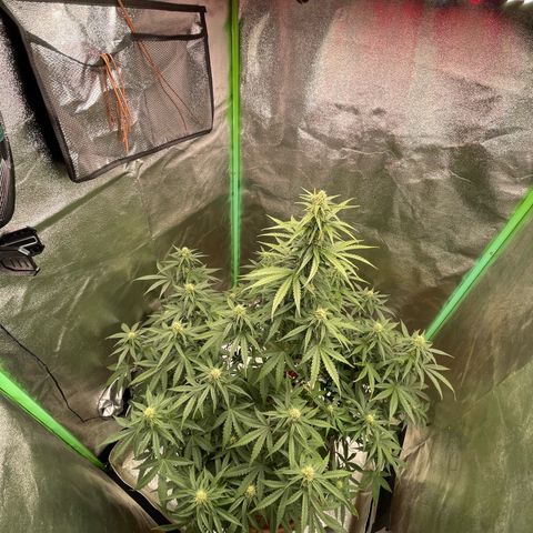 Strawberry Cheescake Auto growlog timeline photo