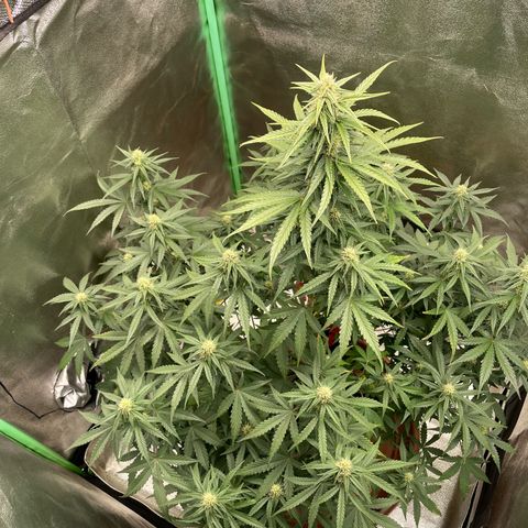 Strawberry Cheescake Auto growlog timeline photo
