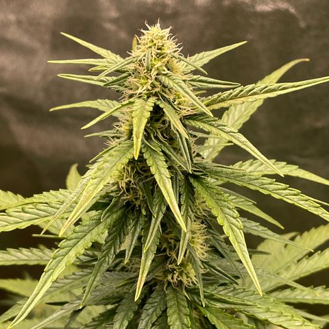 Strawberry Cheescake Auto growlog timeline photo