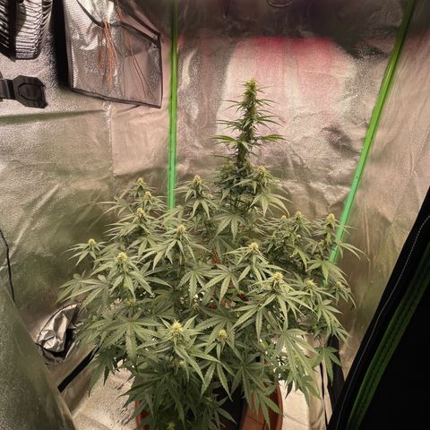 Strawberry Cheescake Auto growlog timeline photo