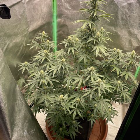 Strawberry Cheescake Auto growlog timeline photo