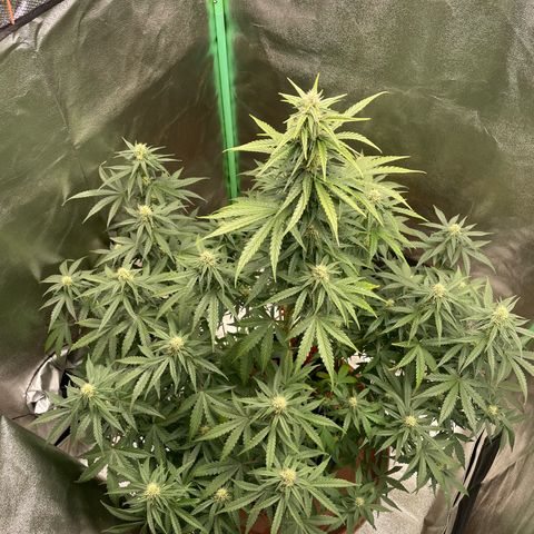 Strawberry Cheescake Auto growlog timeline photo