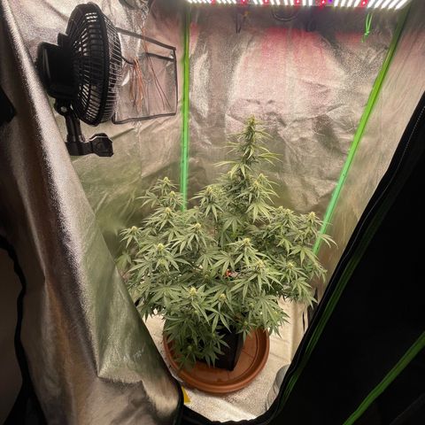 Strawberry Cheescake Auto growlog timeline photo
