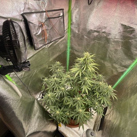 Strawberry Cheescake Auto growlog timeline photo