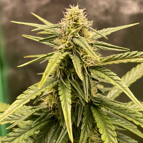 Strawberry Cheescake Auto growlog timeline photo