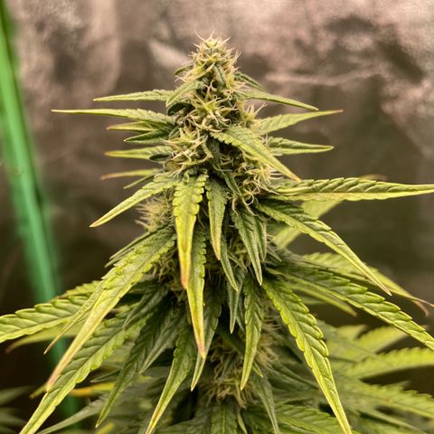 Strawberry Cheescake Auto growlog timeline photo