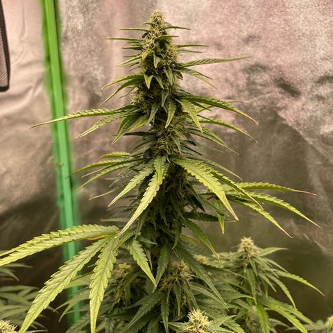 Strawberry Cheescake Auto growlog timeline photo