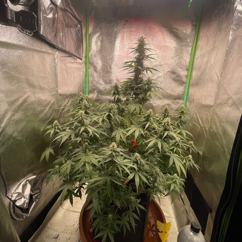 Strawberry Cheescake Auto growlog timeline photo