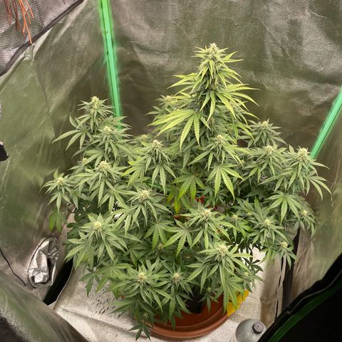 Strawberry Cheescake Auto growlog timeline photo