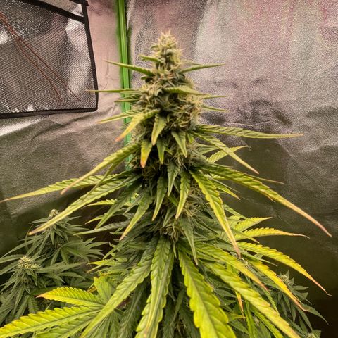 Strawberry Cheescake Auto growlog timeline photo