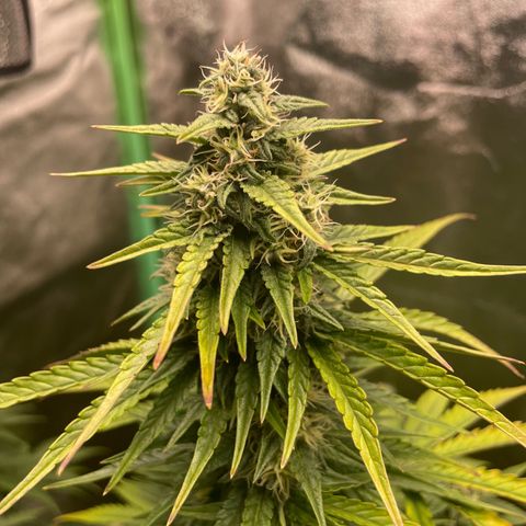 Strawberry Cheescake Auto growlog timeline photo