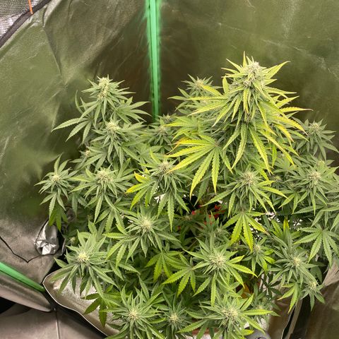 Strawberry Cheescake Auto growlog timeline photo