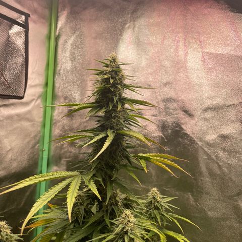 Strawberry Cheescake Auto growlog timeline photo