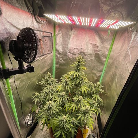 Strawberry Cheescake Auto growlog timeline photo