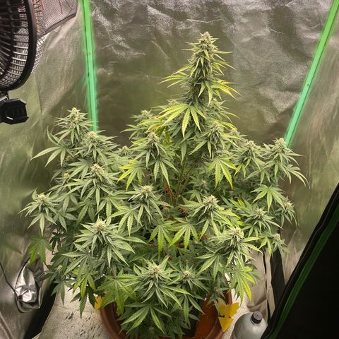 Strawberry Cheescake Auto growlog timeline photo