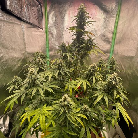 Strawberry Cheescake Auto growlog timeline photo