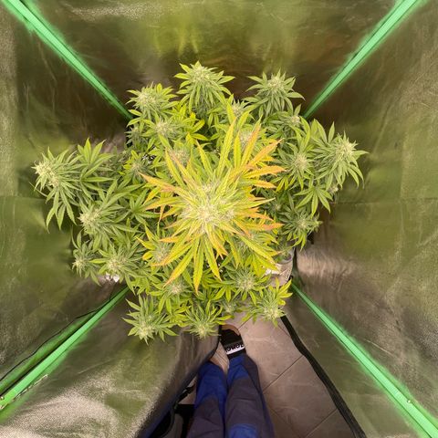 Strawberry Cheescake Auto growlog timeline photo