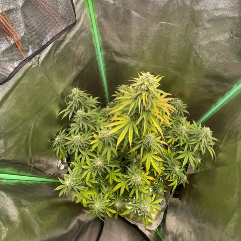 Strawberry Cheescake Auto growlog timeline photo