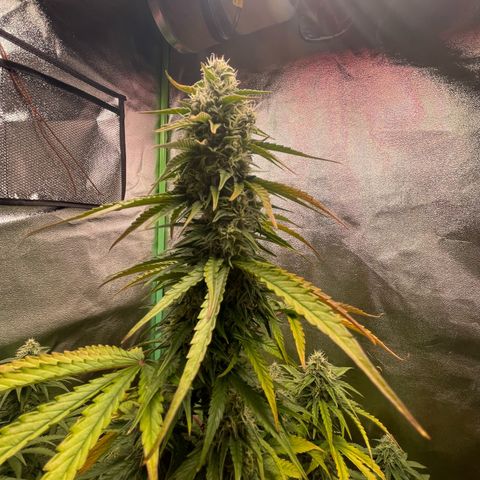 Strawberry Cheescake Auto growlog timeline photo